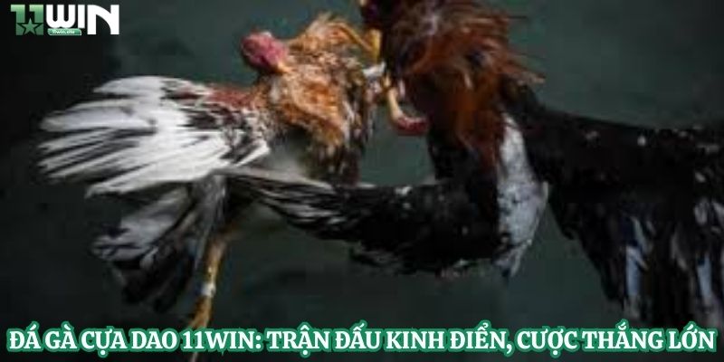 Đá Gà Cựa Dao 1