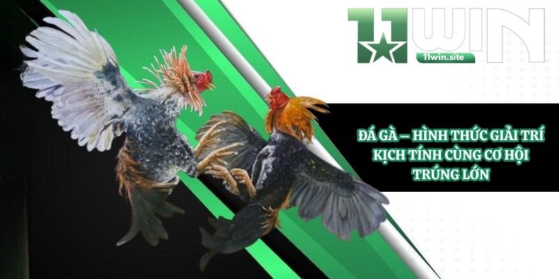 Đá Gà - Hình Thức Giải Trí Kịch Tính
