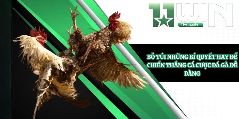 Bỏ túi những bí quyết hay để chiến thắng cá cược đá gà dễ dàng